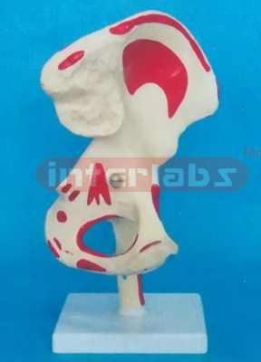 BIG ADULT HIP JOINT WITH MUSCLE LIGAMENT PAINTED